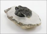 Трилобит Metacantina 10х7.2х5.5см