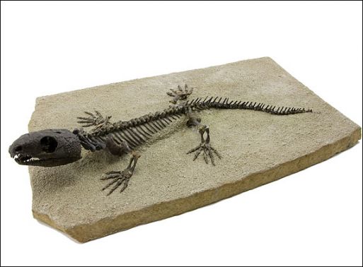 Скелет Captorhinus Aguti ― Самоцветы мира