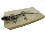 Скелет Captorhinus Aguti