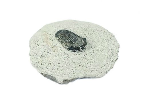 Трилобит Gerastos granulosu.