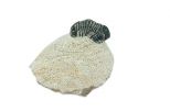 Трилобит Gerastos granulosu. Вес 60-70 гр.
