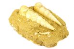 Гастропода Ampulina sp. образец. Вес 310 гр.