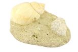 Гастропода Turritella sp. образец. Вес 190 гр.